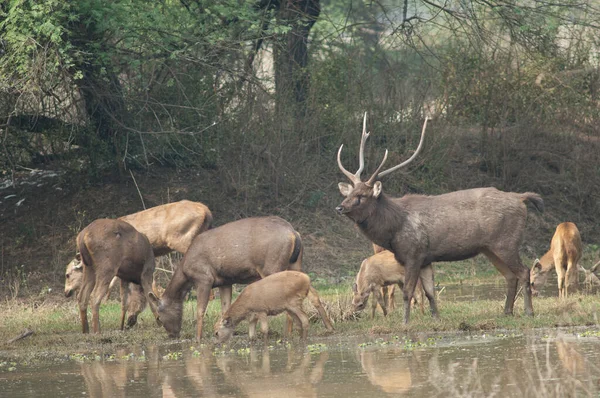 Bir sambar Rusa unicolor sürüsü. Keoladeo Gana Ulusal Parkı. Bharatpur. Rajasthan. Hindistan.