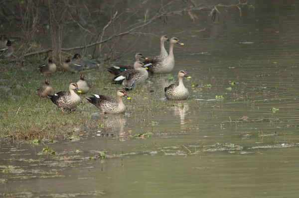 Indyjskie Kaczki Anas Poecilorhyncha Park Narodowy Keoladeo Ghana Bharatpur Radżastan — Zdjęcie stockowe