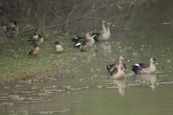 Indyjskie Kaczki Anas Poecilorhyncha Park Narodowy Keoladeo Ghana Bharatpur Radżastan — Zdjęcie stockowe