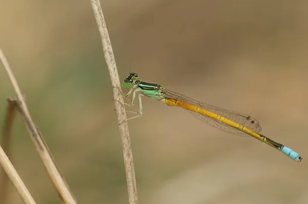 Dartlet Dourado Masculino Ischnura Aurora Parque Nacional Keoladeo Gana Bharatpur — Fotografia de Stock