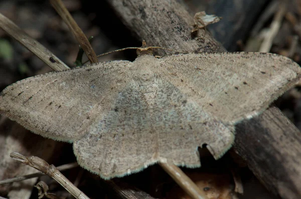 Moth Στο Έδαφος Στο Keoladeo Γκάνα Εθνικό Πάρκο Μπαρατπούρ Ρατζαστάν — Φωτογραφία Αρχείου