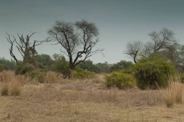 Savannah Paisagem Keoladeo Gana National Park Bharatpur Rajastão Índia — Fotografia de Stock