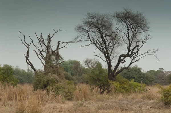 Savannah Landskap Keoladeo Ghana Nationalpark Bharatpur Rajasthan Indien — Stockfoto