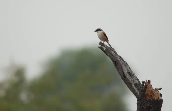 Štír Dlouhým Ocasem Lanius Schach Erythronotus Národní Park Keoladeo Ghana — Stock fotografie