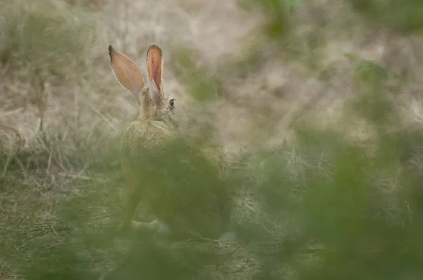 Индийский Заяц Lepus Nigricollis Национальном Парке Кеоладео Гана Бхаратпур Раджастхан — стоковое фото