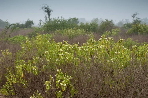 Scrubland Keoladeo Ghana National Park Bharatpur Раджастхан Індія — стокове фото