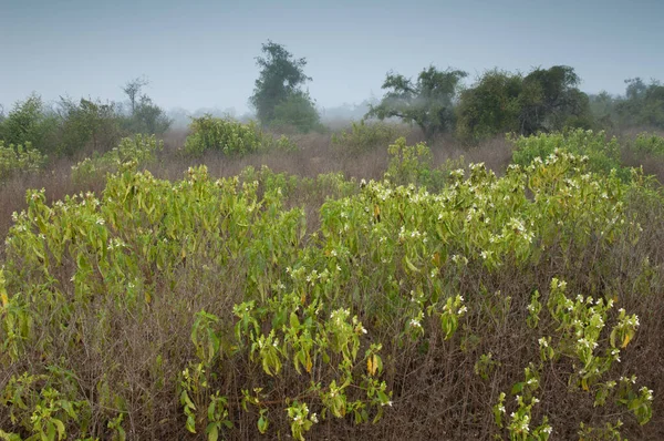 Scrubland Keoladeo Ghana National Park Bharatpur Раджастхан Індія — стокове фото