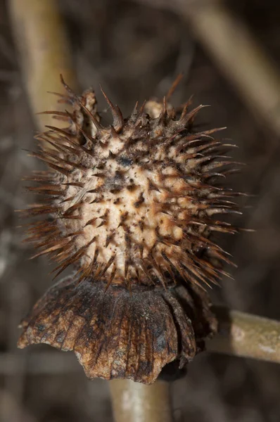 Zralé Plody Datura Datura Národní Park Keoladeo Ghana Bharatpur Rajasthan — Stock fotografie