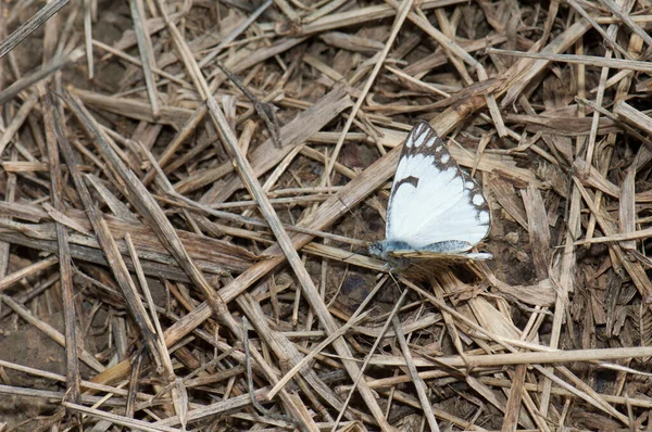 Pionnier Aurota Belenois Blanc Sur Sol Parc National Ghana Keoladeo — Photo