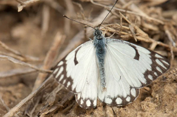 Pionero Blanco Belenois Aurota Suelo Parque Nacional Keoladeo Ghana Bharatpur —  Fotos de Stock