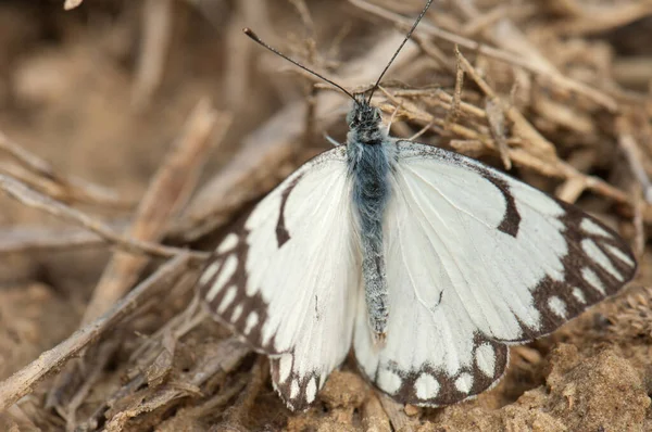 Pionier Witte Belenois Aurota Grond Nationaal Park Keoladeo Ghana Bharatpur — Stockfoto