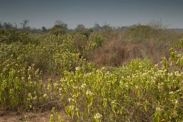 Scrubland Keoladeo Ghana National Park Bharatpur Раджастхан Індія Раджастхан Індія — стокове фото