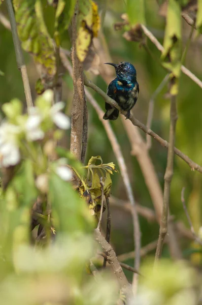 Pássaro Sol Roxo Nectarinia Asiatica Parque Nacional Keoladeo Gana Bharatpur — Fotografia de Stock