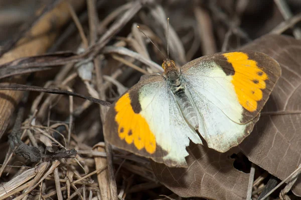 Female White Orange Tip Ixias Marianne Keoladeo Ghana National Park — Stock Photo, Image