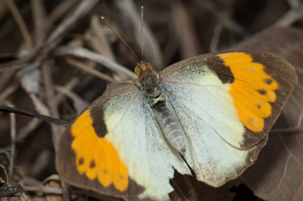 Female White Orange Tip Ixias Marianne Keoladeo Ghana National Park — Stock Photo, Image