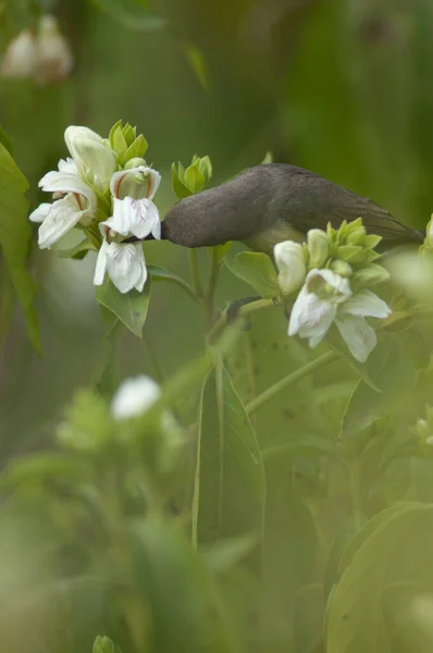 Crapet Pourpre Femelle Nectarinia Asiatica Nourrissant Nectar Fleurs Parc National — Photo