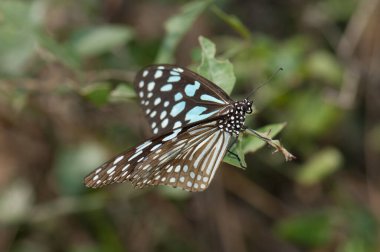 Kelebek mavisi kaplan Tirumala limniace leopardus. Keoladeo Gana Ulusal Parkı. Bharatpur. Rajasthan. Hindistan.