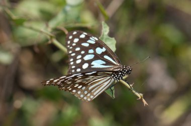 Kelebek mavisi kaplan Tirumala limniace leopardus. Keoladeo Gana Ulusal Parkı. Bharatpur. Rajasthan. Hindistan.