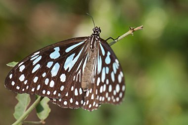 Kelebek mavisi kaplan Tirumala limniace leopardus. Keoladeo Gana Ulusal Parkı. Bharatpur. Rajasthan. Hindistan.