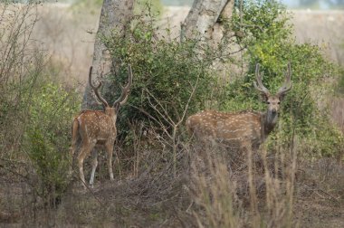 Keoladeo Gana Ulusal Parkı 'nda Chital Axis ekseni duruyor. Bharatpur. Rajasthan. Hindistan.