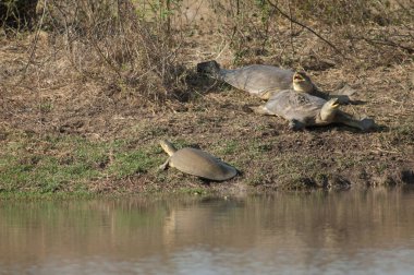 Hint flaplı kaplumbağalar Lissemys güneşin tadını çıkarıyor. Keoladeo Gana Ulusal Parkı. Bharatpur. Rajasthan. Hindistan.