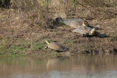 Indian flapshell turtles Lissemys punctata sun basking. Keoladeo Ghana National Park. Bharatpur. Rajasthan. India. clipart