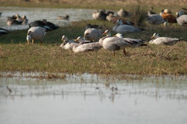 Çubuk kafalı kaz kafalı Anser indicus bir gölette. Keoladeo Gana Ulusal Parkı. Bharatpur. Rajasthan. Hindistan.