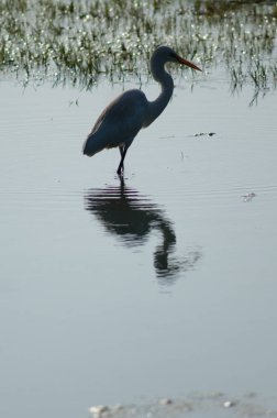Keoladeo Gana Ulusal Parkı 'nda arka ışıklandırması olan büyük balıkçıl Ardea Alba. Bharatpur. Rajasthan. Hindistan.