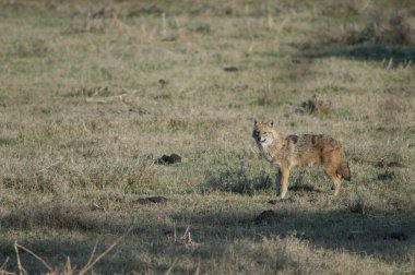 Altın çakal Canis Aureus indicus. Keoladeo Gana Ulusal Parkı. Bharatpur. Rajasthan. Hindistan.