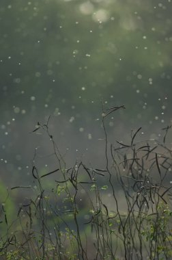 Efsanevi bitkiler ve arka planda uçan böcekler. Keoladeo Gana Ulusal Parkı. Bharatpur. Rajasthan. Hindistan.