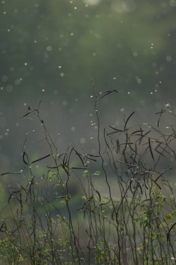 Efsanevi bitkiler ve arka planda uçan böcekler. Keoladeo Gana Ulusal Parkı. Bharatpur. Rajasthan. Hindistan.