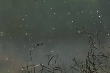 Efsanevi bitkiler ve arka planda uçan böcekler. Keoladeo Gana Ulusal Parkı. Bharatpur. Rajasthan. Hindistan.