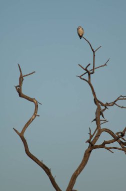 Siyah kanatlı Elanus caeruleus bir ağaçta. Keoladeo Gana Ulusal Parkı. Bharatpur. Rajasthan. Hindistan.