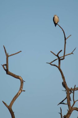 Siyah kanatlı Elanus caeruleus bir ağaçta. Keoladeo Gana Ulusal Parkı. Bharatpur. Rajasthan. Hindistan.