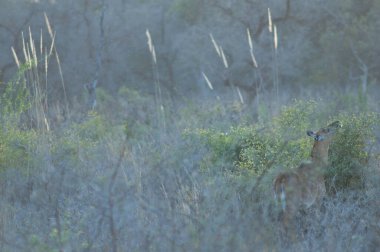Dişi nilgai Boselaphus tragocamelus tarıyor. Keoladeo Gana Ulusal Parkı. Bharatpur. Rajasthan. Hindistan.