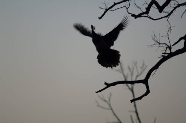 Hint Peafowl Pavo Kristali uçuyor. Keoladeo Gana Ulusal Parkı. Bharatpur. Rajasthan. Hindistan.