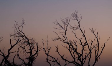 Keoladeo Gana Ulusal Parkı 'nda gün batımında ağaçlar. Bharatpur. Rajasthan. Hindistan.