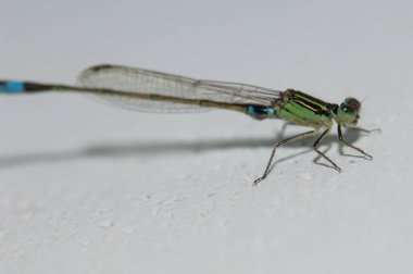 Küçük hanım sineği yaygın bluetail Ischnura senegalensis. Keoladeo Gana Ulusal Parkı. Bharatpur. Rajasthan. Hindistan.