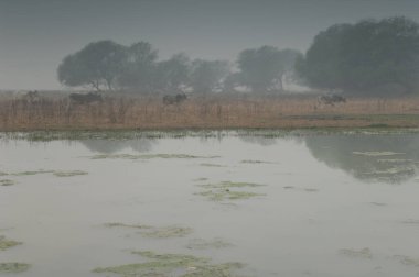 Zebus Bos primigenius indicus bir göletin kenarında yürüyor. Keoladeo Gana Ulusal Parkı. Bharatpur. Rajasthan. Hindistan.