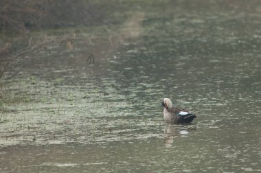 Hintli benekli ördek Anas poecilorhyncha preening. Keoladeo Gana Ulusal Parkı. Bharatpur. Rajasthan. Hindistan.