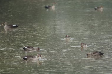 Hintli benekli ördekler Anas poecilorhyncha besleniyor. Keoladeo Gana Ulusal Parkı. Bharatpur. Rajasthan. Hindistan.