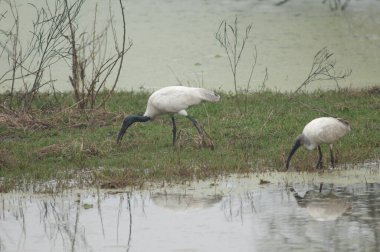 Siyah başlı gelincikler bir gölette Threskiornis melanocephalus. Yetişkinler solda, gençler sağda. Keoladeo Gana. Bharatpur. Rajasthan. Hindistan.