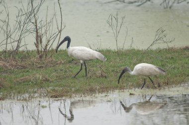 Siyah başlı gelincikler bir gölette Threskiornis melanocephalus. Yetişkinler solda, gençler sağda. Keoladeo Gana. Bharatpur. Rajasthan. Hindistan.