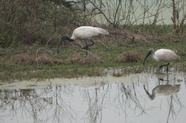 Siyah başlı gelincikler bir gölette Threskiornis melanocephalus. Yetişkinler solda, gençler sağda. Keoladeo Gana. Bharatpur. Rajasthan. Hindistan.