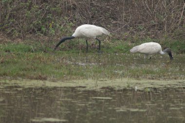 Siyah başlı gelincikler bir gölette Threskiornis melanocephalus. Yetişkinler solda, gençler sağda. Keoladeo Gana. Bharatpur. Rajasthan. Hindistan.