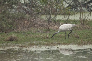 Genç siyah başlı Ibis Threskiornis melanocephalus yiyecek arıyor. Keoladeo Gana Ulusal Parkı. Bharatpur. Rajasthan. Hindistan.