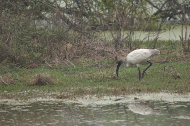 Genç siyah başlı Ibis Threskiornis melanocephalus besliyor. Keoladeo Gana Ulusal Parkı. Bharatpur. Rajasthan. Hindistan.
