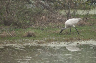 Genç siyah başlı Ibis Threskiornis melanocephalus yiyecek arıyor. Keoladeo Gana Ulusal Parkı. Bharatpur. Rajasthan. Hindistan.