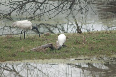 Siyah başlı gelincikler yiyecek arayan Threskiornis melanocephalus. Keoladeo Gana Ulusal Parkı. Bharatpur. Rajasthan. Hindistan.