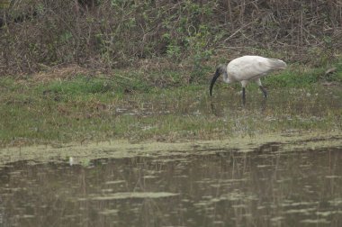 Genç siyah başlı Ibis Threskiornis melanocephalus. Keoladeo Gana Ulusal Parkı. Bharatpur. Rajasthan. Hindistan.